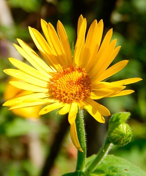 Why you should Start Taking Arnica Tablets Two Days before your Procedure